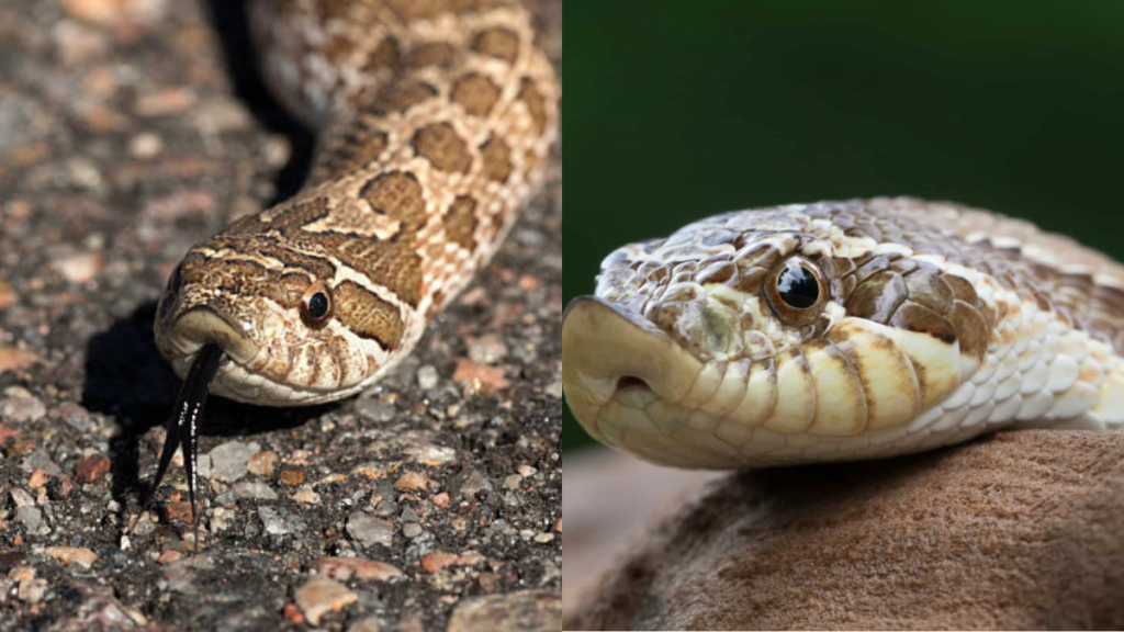 hognose snake