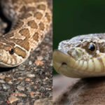 hognose snake